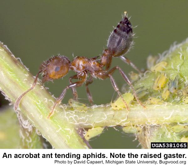An acrobat ant with its gaster raised.